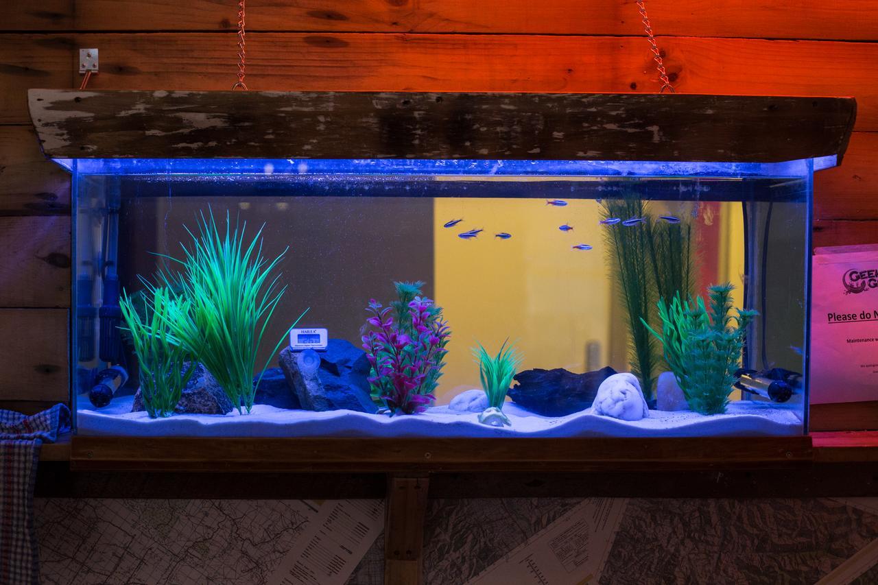 Geeky Gecko Backpackers Hostel Dunedin Luaran gambar